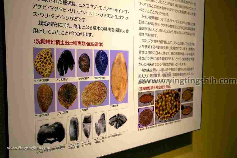 YTS_YTS_20190719_日本東北秋田秋田城跡歴史資料館Japan Tohoku Akita Fort Ruins Historical Data Museum109_539A1294.jpg