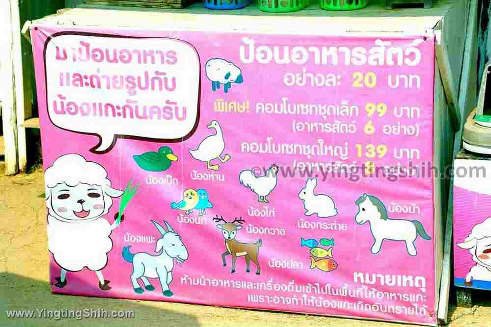 YTS_YTS_20200205_泰國南邦綿羊牧場Thailand Lampang Hug You Sheep Farm045_539A8287.jpg