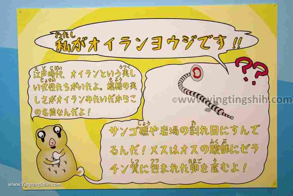 YTS_YTS_20180820_Japan Nagasaki Sasebo Kujukushima Aquarium Umi-kirara日本長崎佐世保九十九島水族館／日本最大水母交嚮樂廳250_3A5A7632.jpg
