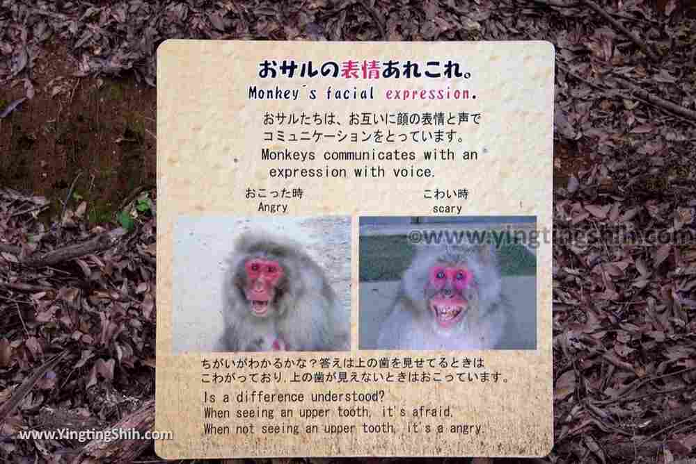 YTS_YTS_20180712_Japan Kyoto Arashiyama Monkey Park Iwatayama 日本京都嵐山猴子公園041_3A5A9841.jpg