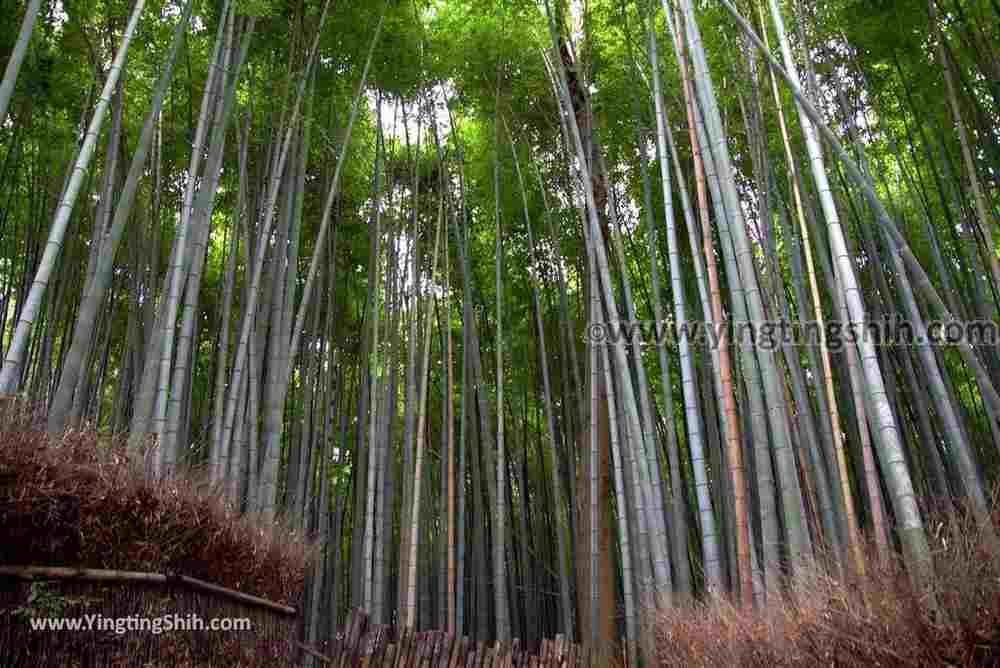 YTS_YTS_20180711_Japan Kansai Kyoto Arashiyama Bamboo Forest ／Nonomiya-Jinja Shrine 日本關西（近畿）京都嵐山竹林小徑、散策路／野宮神社009_3A5A3670.jpg