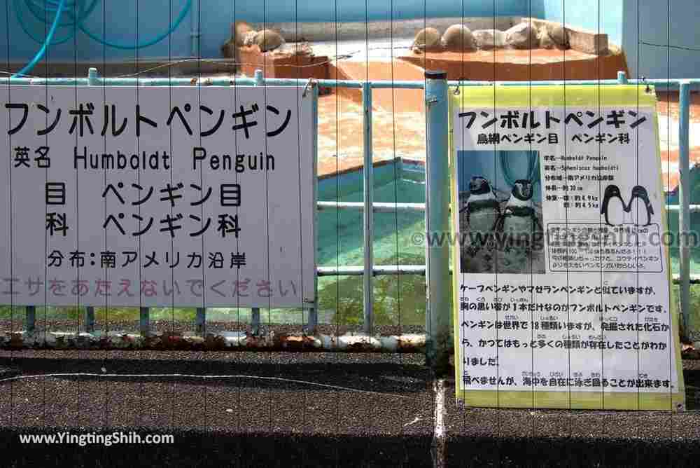 YTS_YTS_20180718_Japan Wakayama Park Zoo日本和歌山公園動物園（水禽園 ）／和歌山城童話園046_3A5A6723.jpg