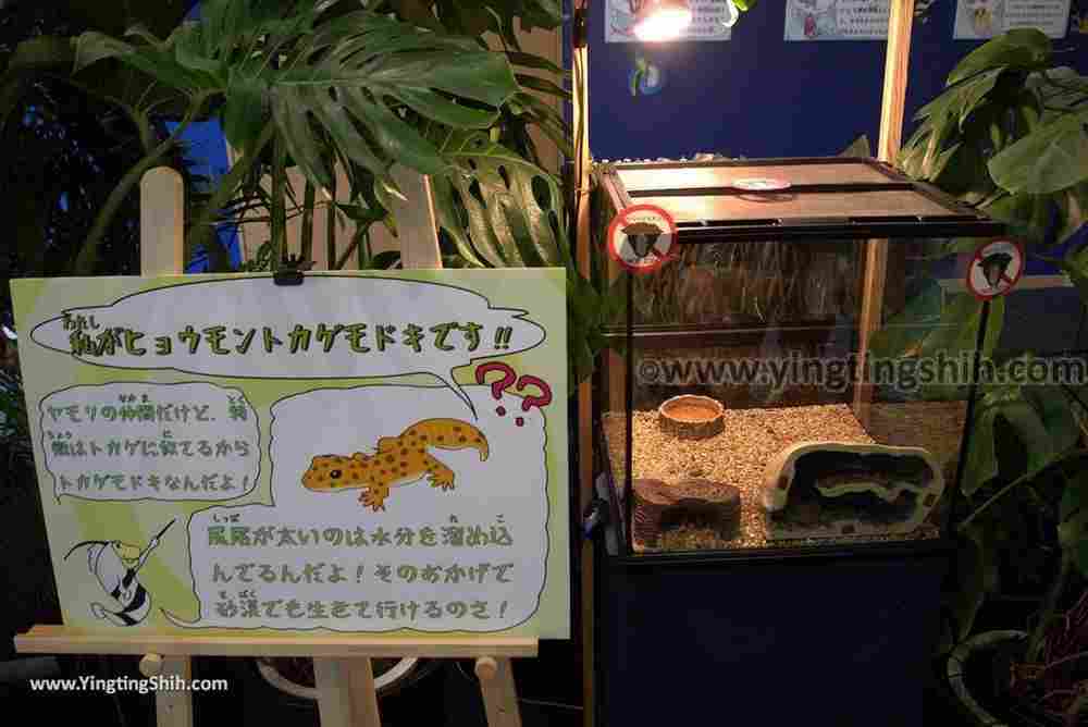 YTS_YTS_20180820_Japan Nagasaki Sasebo Kujukushima Aquarium Umi-kirara日本長崎佐世保九十九島水族館／日本最大水母交嚮樂廳233_3A5A7396.jpg