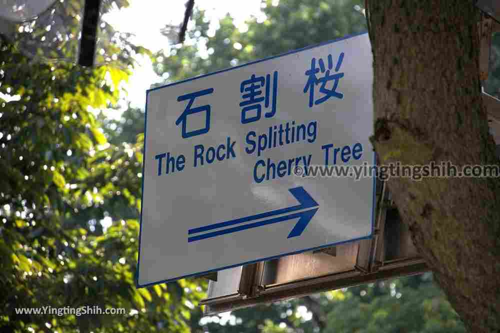 YTS_YTS_20190725_日本東北岩手盛岡石割桜Japan Tohoku Iwate The Rock Splitting Cherry Tree002_539A3352.jpg