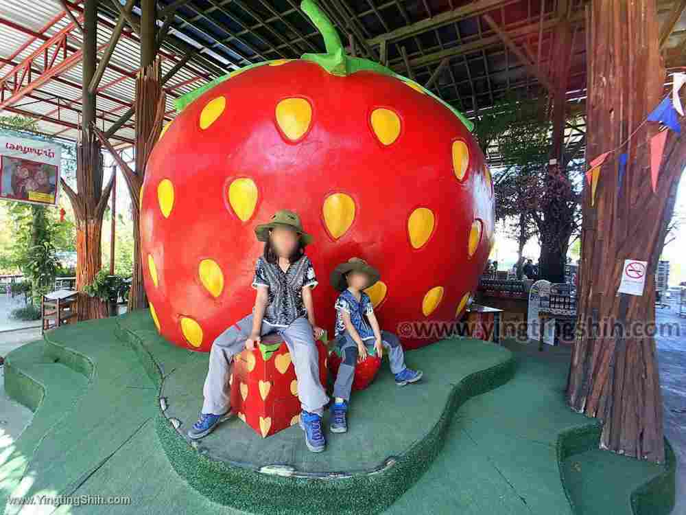 YTS_YTS_20200202_泰國拜縣草莓園Thailand Pai Love Strawberry Pai013_IMG_0966.jpg