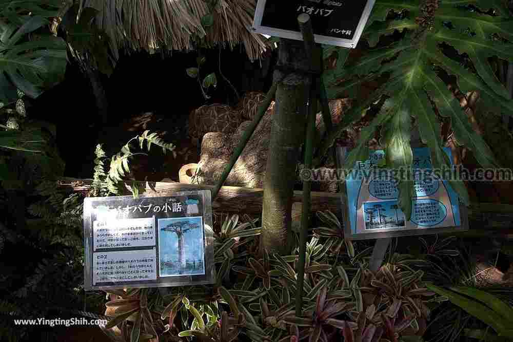 YTS_YTS_20180815_Japan Nagasaki Sasebo Zoological Park and Botanical Garden日本長崎佐世保九十九島動植物園森閃閃／日本最大天井水槽企鵝館149_3A5A5659.jpg