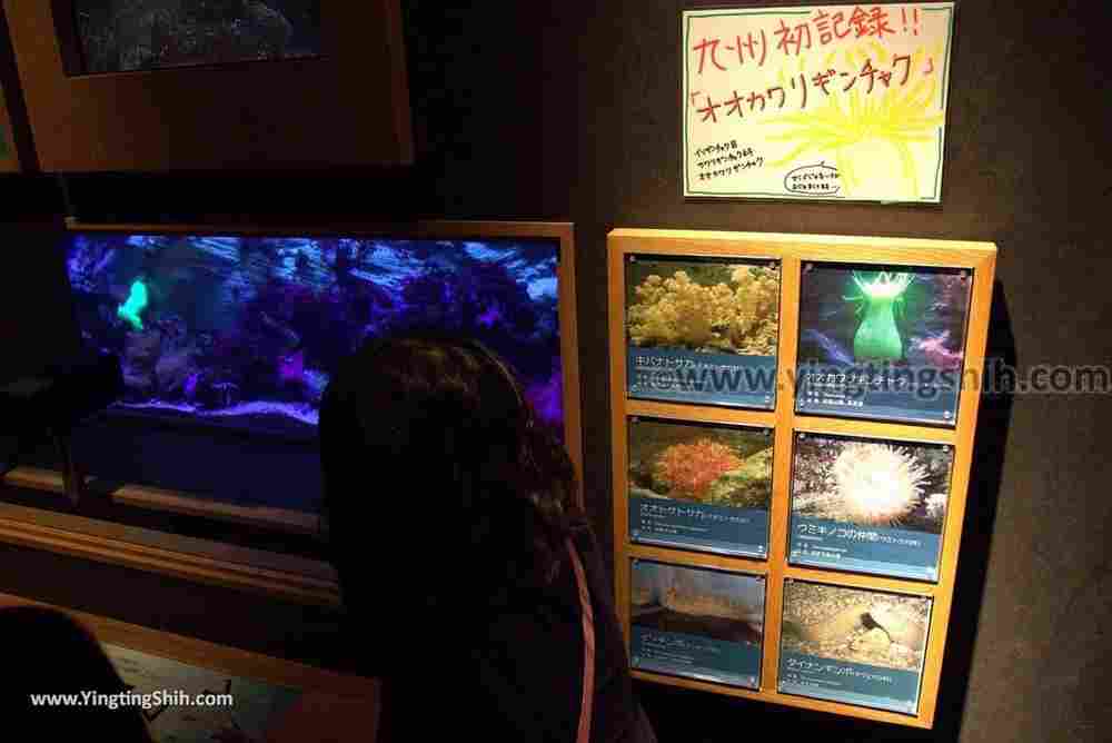 YTS_YTS_20180820_Japan Nagasaki Sasebo Kujukushima Aquarium Umi-kirara日本長崎佐世保九十九島水族館／日本最大水母交嚮樂廳071_3A5A3139.jpg