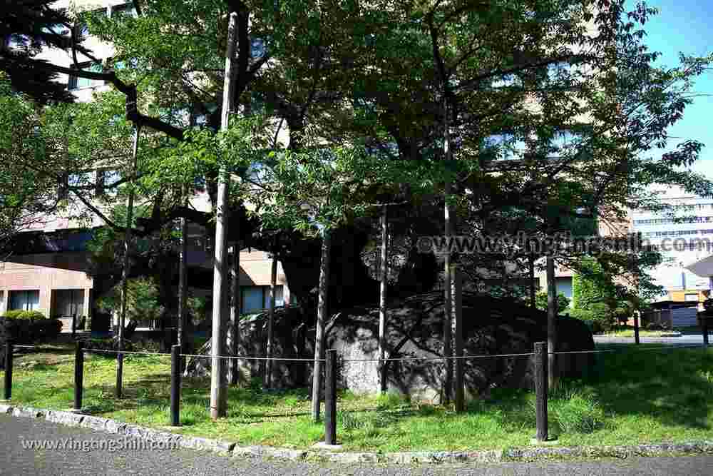 YTS_YTS_20190725_日本東北岩手盛岡石割桜Japan Tohoku Iwate The Rock Splitting Cherry Tree010_539A3353.jpg