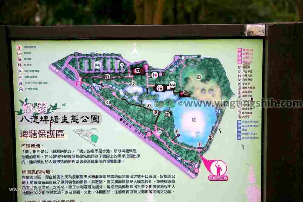 YTS_YTS_20190204_桃園八德埤塘生態公園／TINA廚房Taoyuan Bade Pond Ecology Park066_539A7468.jpg