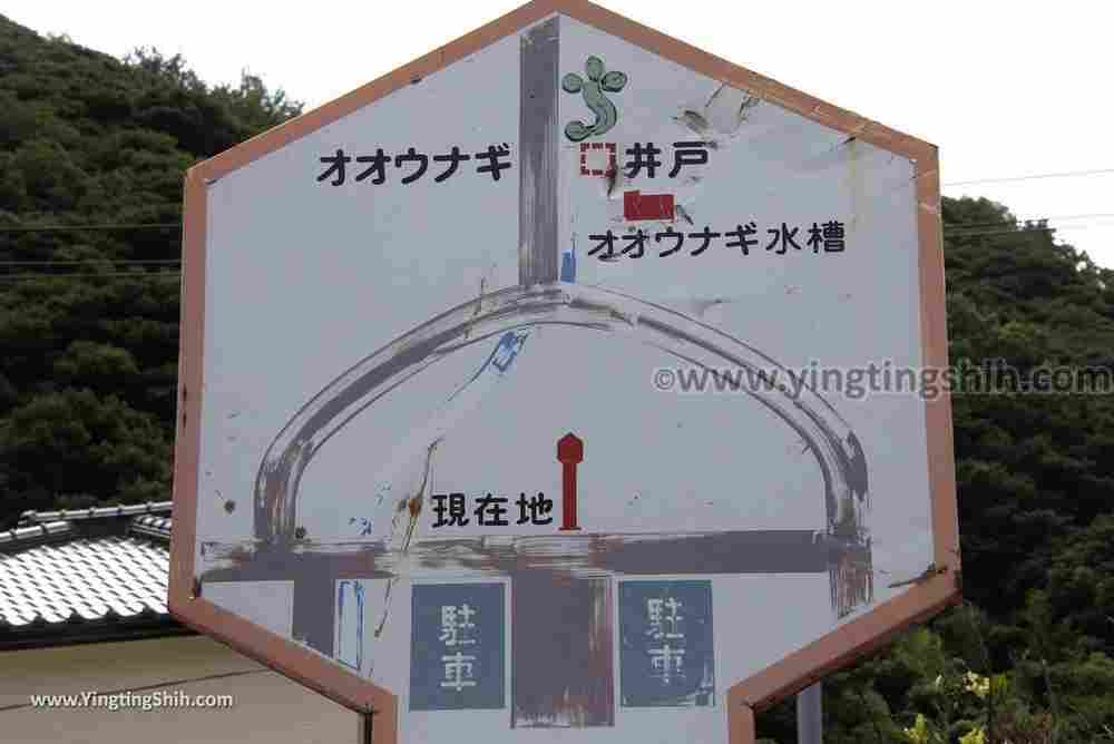 YTS_YTS_20180818_Japan Kyushu Nagasaki Habitat of Giant Mottled Eels日本九州長崎大鰻生息地／國指定天然記念物004_3A5A6067.jpg