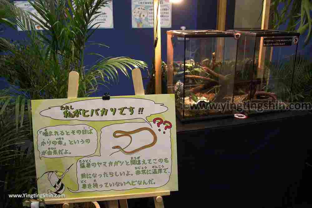 YTS_YTS_20180820_Japan Nagasaki Sasebo Kujukushima Aquarium Umi-kirara日本長崎佐世保九十九島水族館／日本最大水母交嚮樂廳237_3A5A7432.jpg