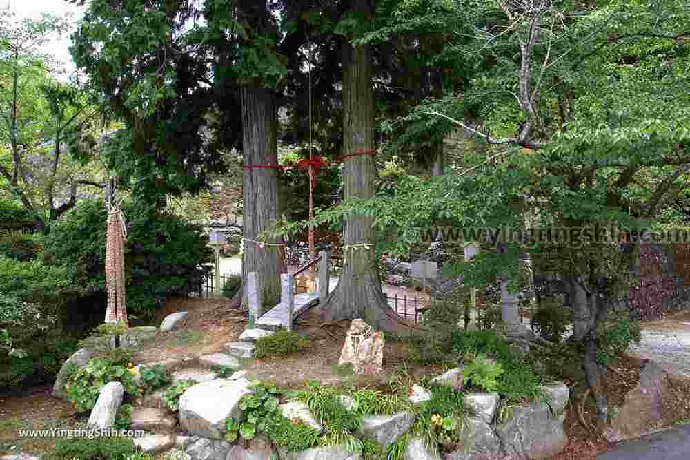 YTS_YTS_20180817_Japan Kyushu Saga Takeo Shrine日本九州佐賀武雄神社／武雄の大楠014_3A5A9040.jpg