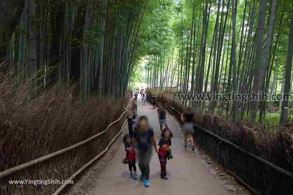 YTS_YTS_20180711_Japan Kansai Kyoto Arashiyama Bamboo Forest ／Nonomiya-Jinja Shrine 日本關西（近畿）京都嵐山竹林小徑、散策路／野宮神社007_3A5A3664.jpg