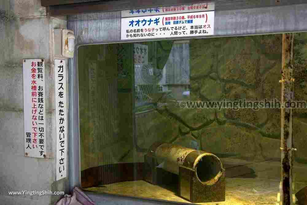 YTS_YTS_20180818_Japan Kyushu Nagasaki Habitat of Giant Mottled Eels日本九州長崎大鰻生息地／國指定天然記念物021_3A5A5974.jpg