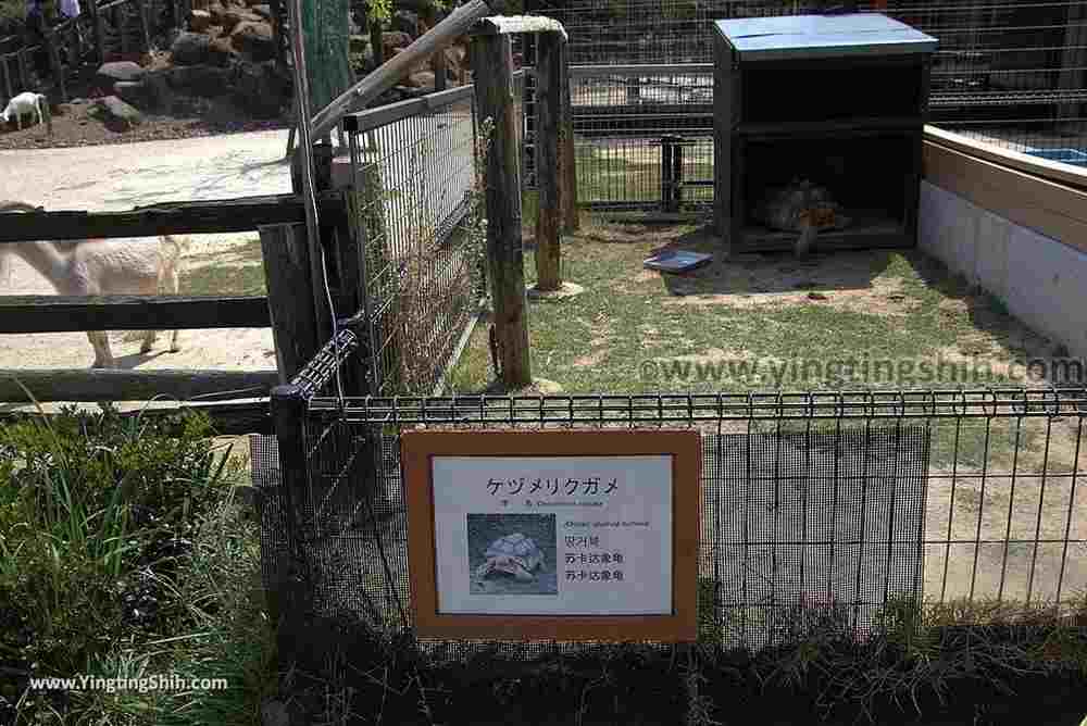 YTS_YTS_20180815_Japan Nagasaki Sasebo Zoological Park and Botanical Garden日本長崎佐世保九十九島動植物園森閃閃／日本最大天井水槽企鵝館132_3A5A5503.jpg